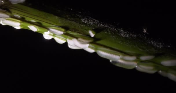Bogár Coleoptera Larvas Halad Lassan Fejjel Lefelé Zöld Éjjel Teljes — Stock videók