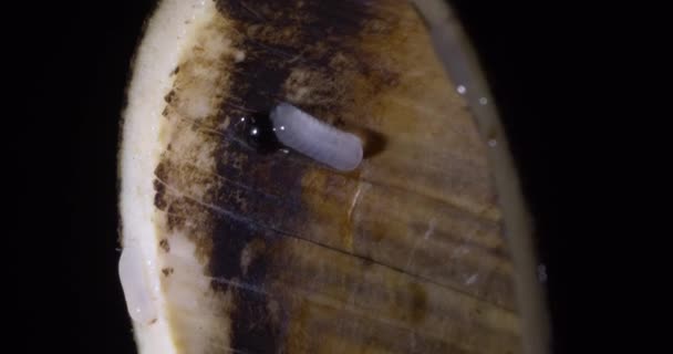 Coleoptera Larvas Krypa Och Livnära Sig Bambu Amazonas Regnskog Golvet — Stockvideo