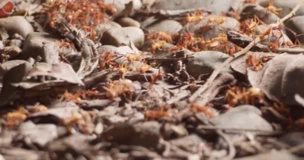 Colony Small Fast Moving Army Ants Climbing Rocky Amazon Forest — Stock Video