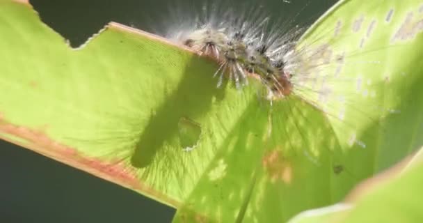 Shadow Hairy Colorful Amazon Caterpillar Climbing Back Backlit Leaf Full — Vídeo de stock
