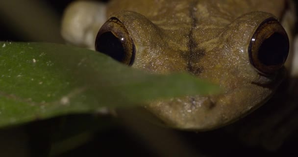 Маленькая Коричневая Амазонская Лягушка Ночью Прячется Листом Глядя Камеру Средний — стоковое видео