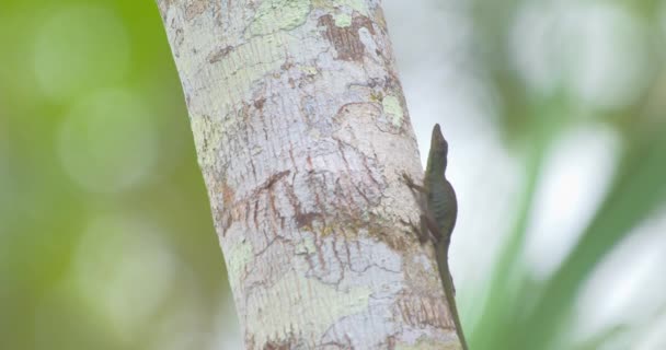 Anolis Lizard Climbing Tree Puffing Throat Bowing Full — стокове відео