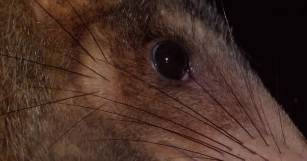 Illuminated Amazon Opossum Face Whiskers Looking Camera Close — Stock Video