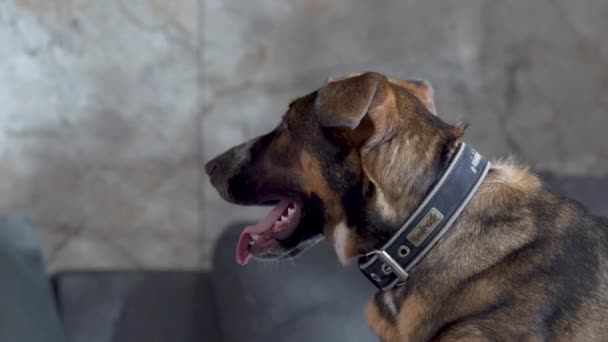 Тупий Вигляд Змішаної Породи Собаки Дискетами Вухами Дивиться Крупним Планом — стокове відео