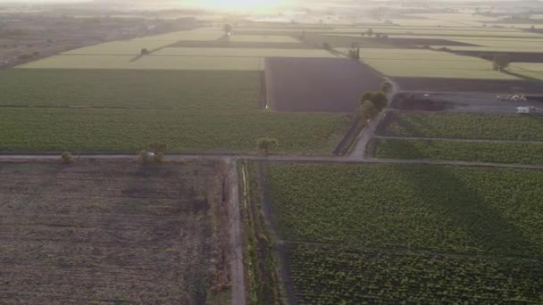 Aerial View Sunset Corn Fields — Stockvideo