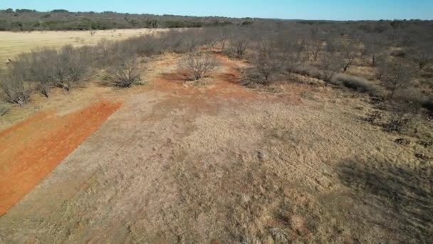 Aerial Video Long Approach Several Turkey Running Trees — Stock video