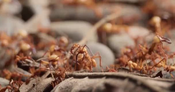 Large Amazon Army Ant Soldiers Being Cleaned Small Colony Workers — стоковое видео