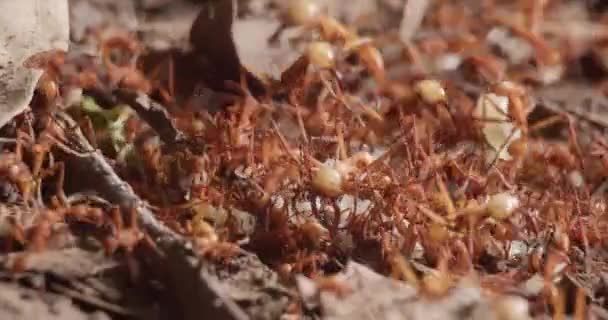 Multitud Hormigas Del Ejército Amazónico Recogiendo Larvas Colonia Suelo Del — Vídeo de stock