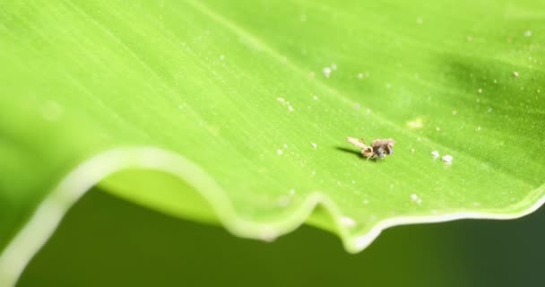 Getarnte Amazonas Neuroptera Schrottkäfer Erkunden Rand Des Gebogenen Grünen Blattes — Stockvideo