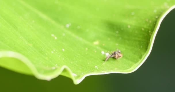 Small Amazon Worker Ant Exploring Crawling Junk Bug Green Leaf — Stockvideo