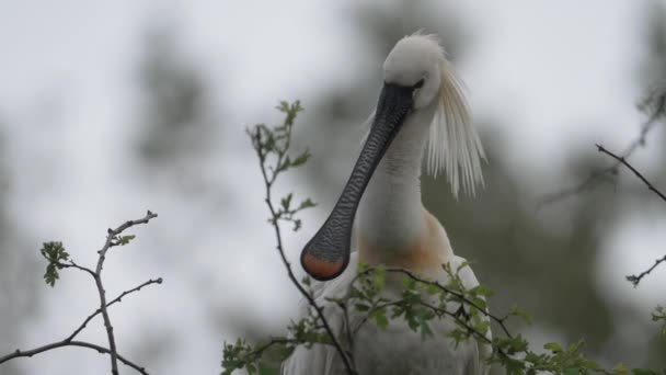 Euraziatische Lepelaar Met Lange Karakteristieke Snavel Hoofdveren Volledige Opname — Stockvideo