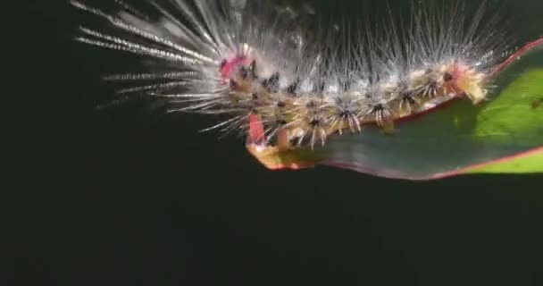 Haarige Amazonas Raupe Erkundet Rand Des Grünen Blattes Voll — Stockvideo