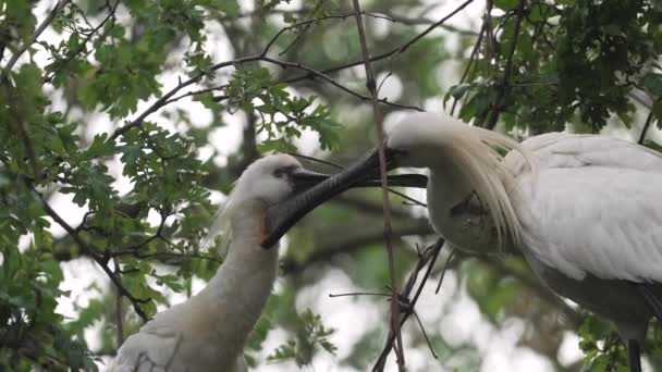 Spoonbill Couple Tree Clean Maintain Each Others Feathers Medium Shot — Vídeo de Stock