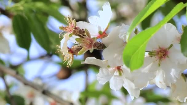 Almendros Flor Paisaje Comienza Cubrirse Blanco Rosa Pálido Finales Enero — Vídeo de stock