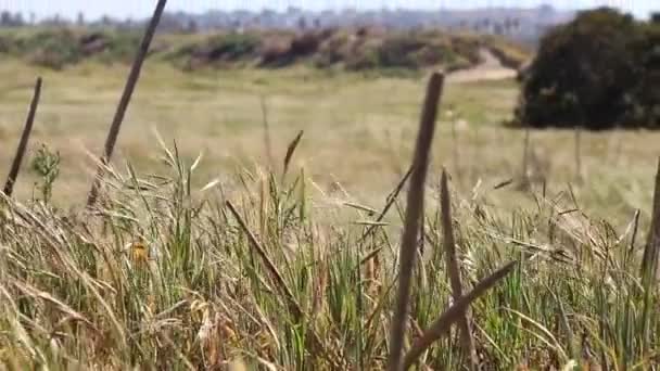 Golden Field Tall Wheat Grass Blowing Wind — Vídeo de Stock