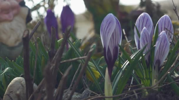 Timelapse Vacker Krokus Blommar Trädgården — Stockvideo