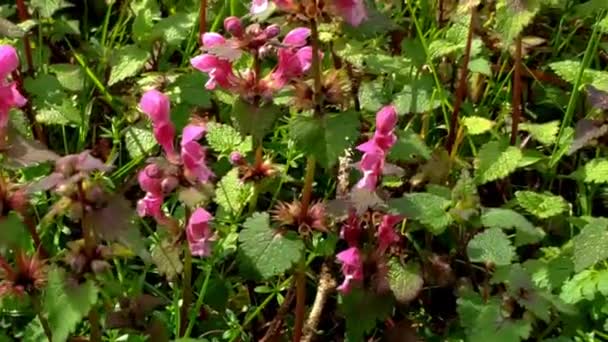 Gewone Bijen Vliegen Tussen Roze Wilde Bloemen Het Park — Stockvideo