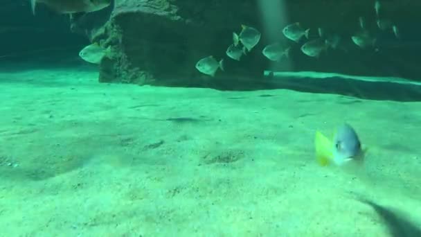 Gestreifte Gelbe Fische Oder Gestreifte Fische Magenta Schwimmen Der Nähe — Stockvideo