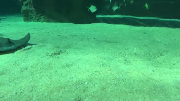 Stingray Swimming Bottom Aquarium Tank — Stockvideo