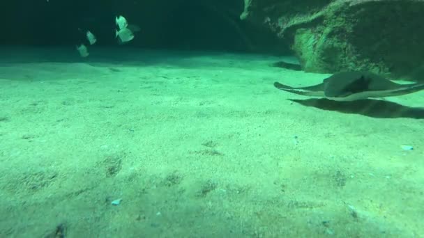 Eagle Stingray Seabed Aquarium Deep Water Tank — 비디오