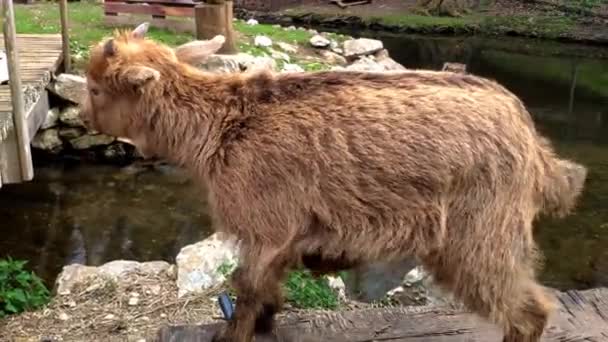 Young Goat Park Animal Reserve Ordes Corua March 2022 — Stock videók
