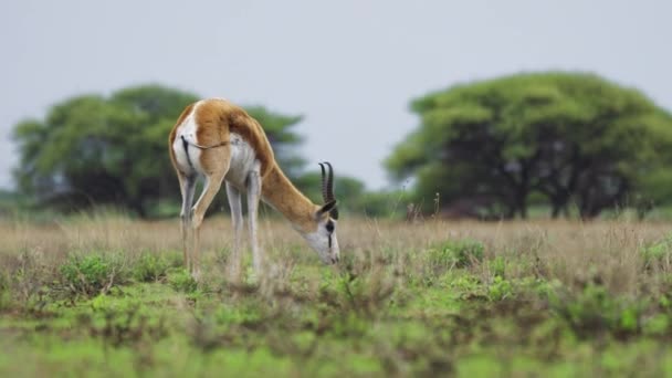 Springbok Antelope Green Savannah Scratching Its Ear Central Kalahari Game — Vídeo de Stock