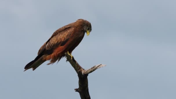 Yellow Billed Kite Bird Perching Broken Branches Central Kalahari Game — стоковое видео