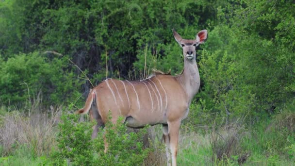Feminino Greater Kudu Tragelaphus Strepsiceros Greenery Landscape Khwai Botswana África — Vídeo de Stock