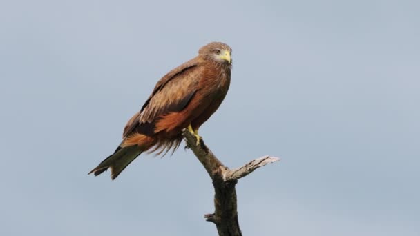 Resting Yellow Billed Kite Windy Day Central Kalahari Game Reserve — Vídeos de Stock