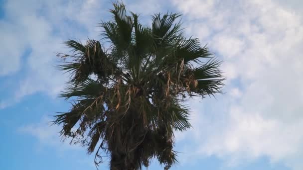 Tropical Palm Trees Beautiful Blue Cloud Sky — Vídeo de Stock