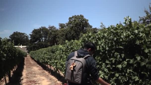 Hispanic Male Picking Grape Grape Vine Vineyard Cape Town South — Videoclip de stoc