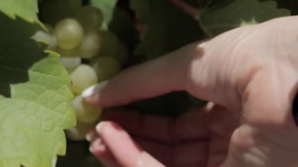 ブドウから白ブドウを摘む白人女性のクローズアップ — ストック動画
