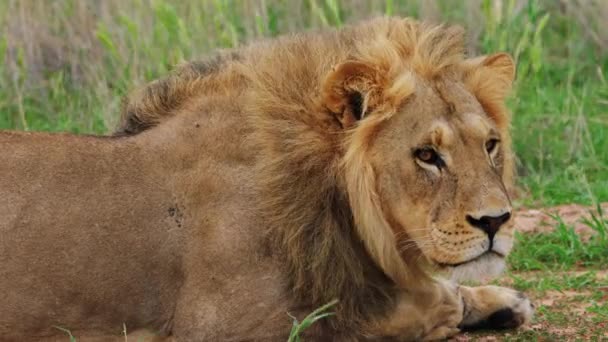 Male Lion Resting Close Shot — Stock Video