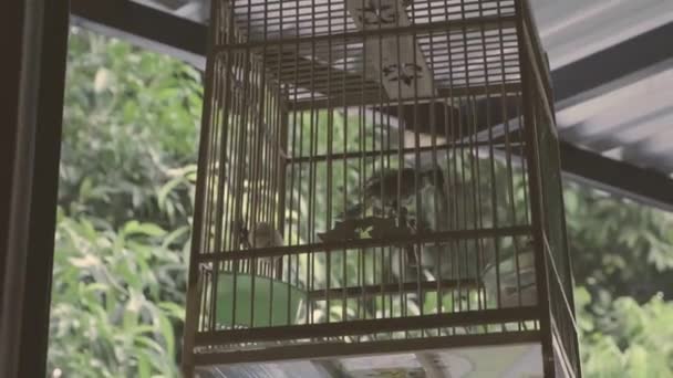 Bird Playing Its Cage — Vídeo de Stock