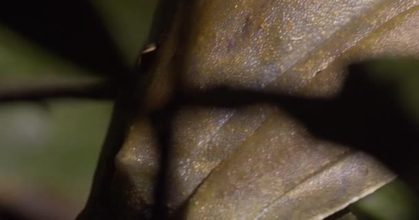 深褐色亚马逊青蛙的背面隐藏在深夜里的绿叶中 — 图库视频影像