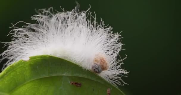 Flannel Moth Oruga Arrastrándose Hoja Reserva Nacional Tambopata Perú — Vídeos de Stock