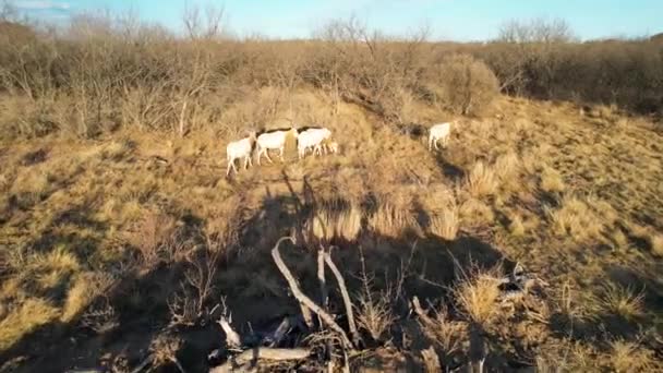 航拍视频接近德克萨斯州一个牧场上的几个奥里克斯人 — 图库视频影像