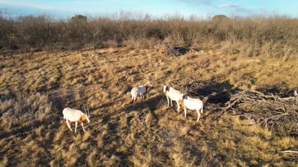 Aerial Static Video Five Oryx Ranch Texas — стоковое видео
