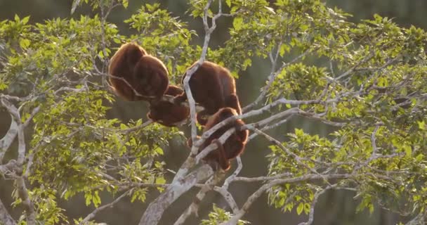 Howler Monkey Scratches Self While Resting Troop Treetop Tambopata National — Vídeo de Stock