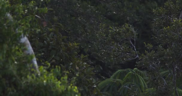 ペルーのタンボパタ国立保護区の熱帯雨林で夕暮れ時のコウモリ狩り — ストック動画