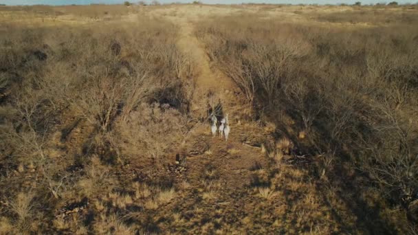 Εναέρια Στατικό Βίντεο Αρκετών Oryx Ένα Ράντσο Στο Τέξας — Αρχείο Βίντεο