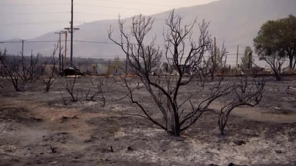 Verbrand Bomen Bosbrand Nasleep Natuurbrand Schade Hooglanden Van Californië Pan — Stockvideo