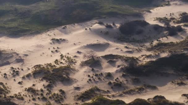 Піщані Дюни Світяться Вечірньому Світлі Посушливій Пустелі Нідерландах — стокове відео
