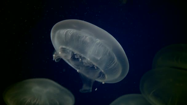 Group White Jellyfish Swimming Deep Dark Water Tracking Shot Close — Wideo stockowe