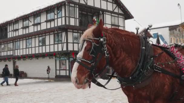 Static Shot Horse Cart Winter Morning Snowfall People Passing Road — Vídeo de stock