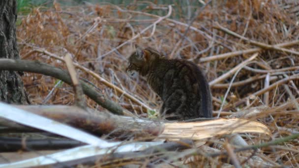 Brown Kot Siedzi Ogrodzie Rozgląda Się — Wideo stockowe