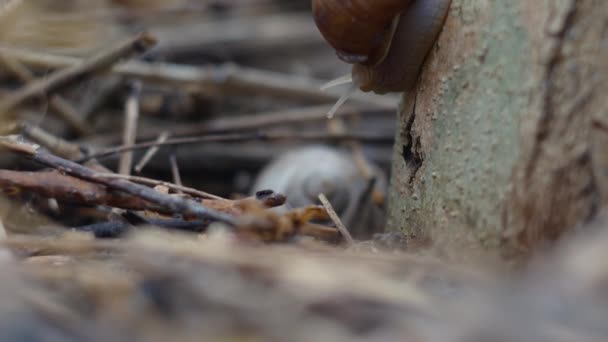 Gros Plan Timelapse Escargot Rampant Sur Stam Arbre — Video