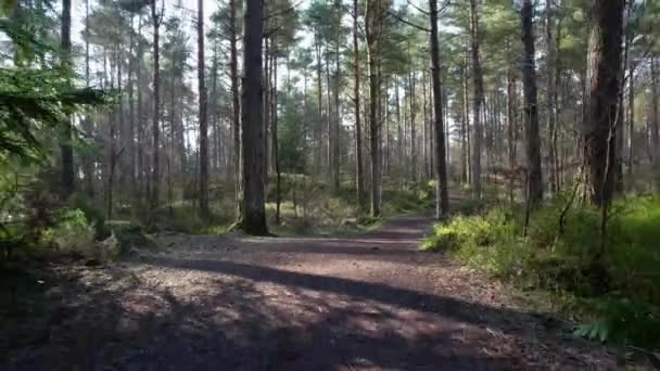 苏格兰的一条森林小径被当地的苏格兰人松树 Pinus Sylvestris 树环绕 点缀的灯光照亮着郁郁葱葱的绿色植物 — 图库视频影像