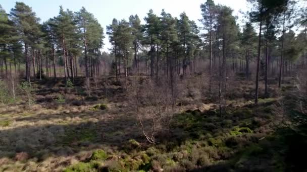 Cinematic aerial drone footage flying and twisting through the canopy of a native Scots pine forest in Scotland with shafts of light highlighting heather and a green mossy forest floor.