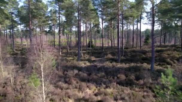 在苏格兰一个苏格兰本土松树林的空中拍摄的无人驾驶电影镜头 穿过开阔的森林 在斑驳的灯光照射在森林地面时再生树木 — 图库视频影像